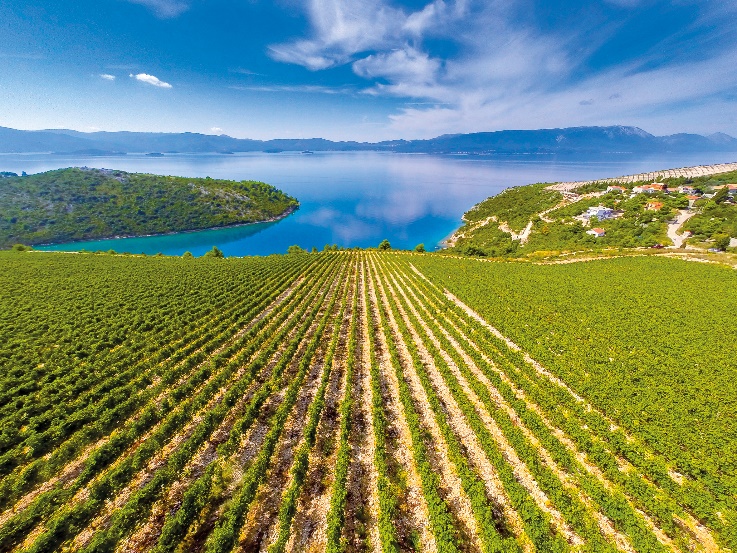 The first autochthonous Croatian wine to make 100 Best 2022 at Wine Enthusiast 