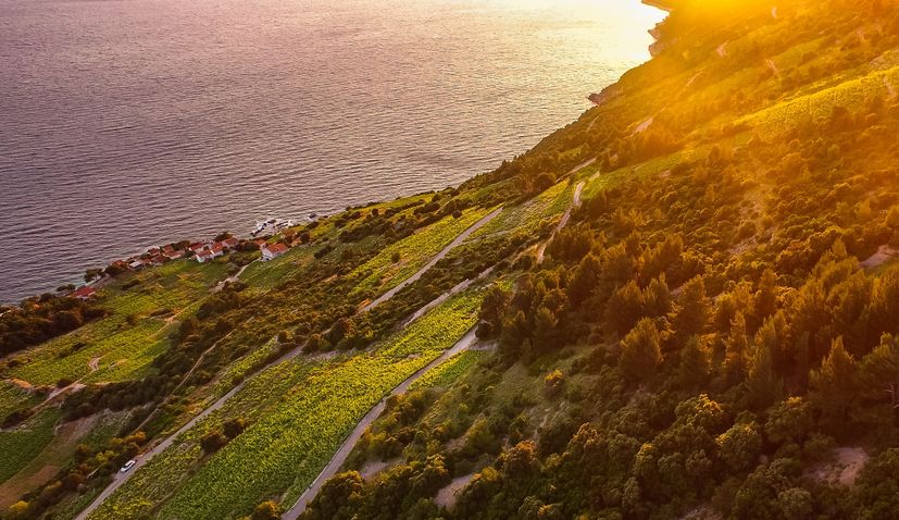 Pelješac wine cellars open doors for biggest wine event in Dalmatia