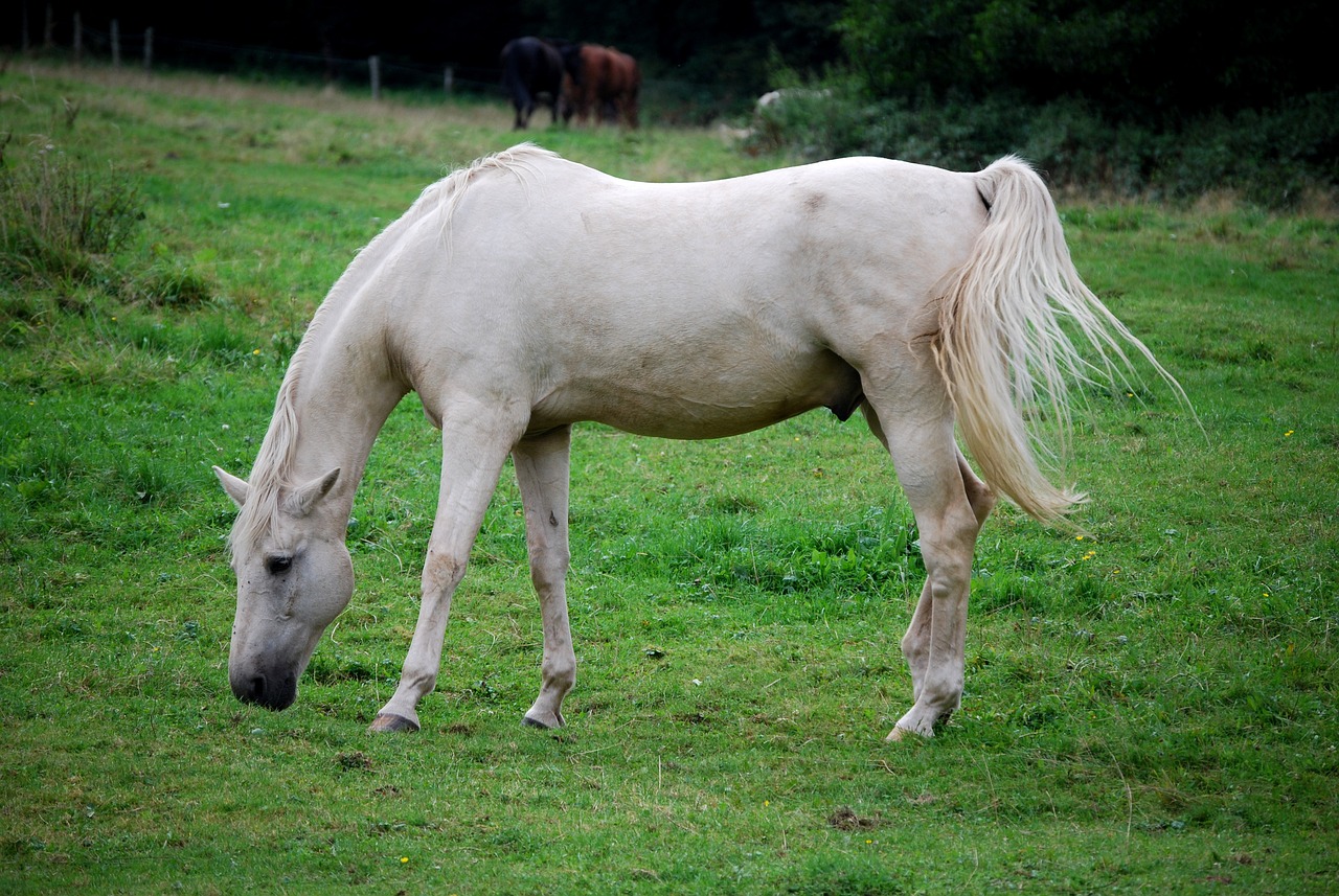 Lipizzan horse breeding inscribed on UNESCO cultural heritage list 