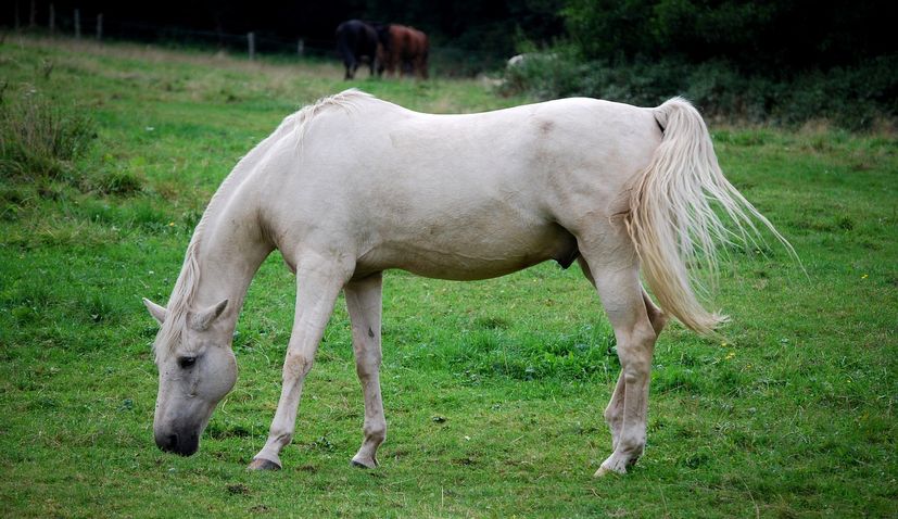 Lipizzan horse-breeding inscribed on UNESCO list 