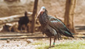 northern bald ibis in croatia