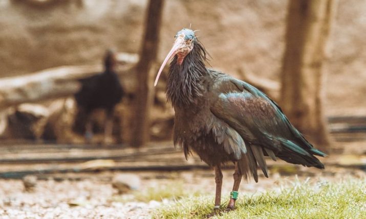 Rare and endangered bald ibis bird spotted in Croatia – plea to the public