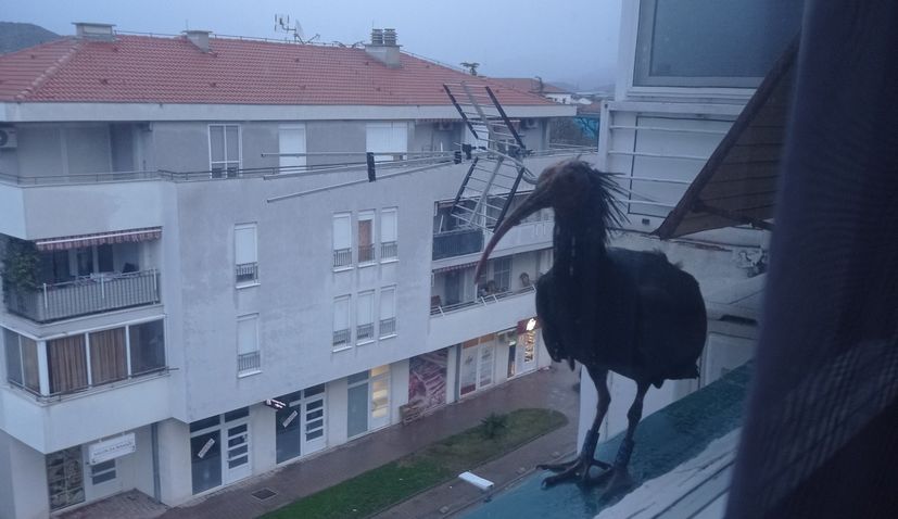Extinct bird in Croatia turns up at window of home in Opuzen