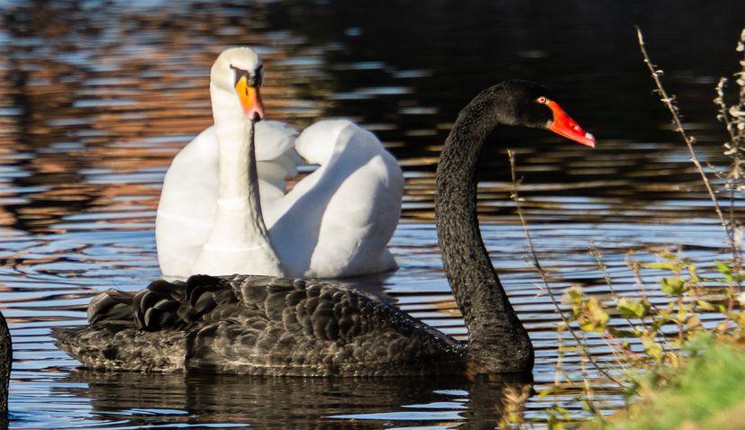 Black swan spotted in Croatia: ‘Rare find in the last 50 years’