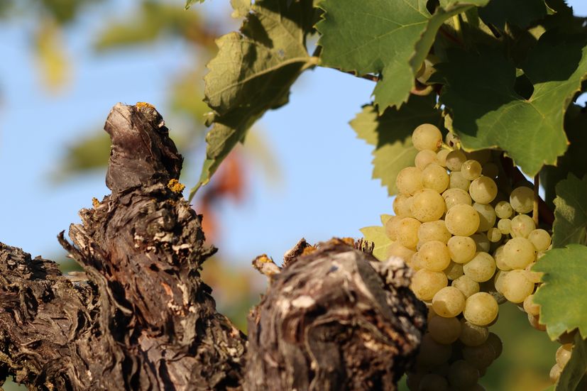 Vogue praises three Croatian wine regions: “Move Over, Tuscany"