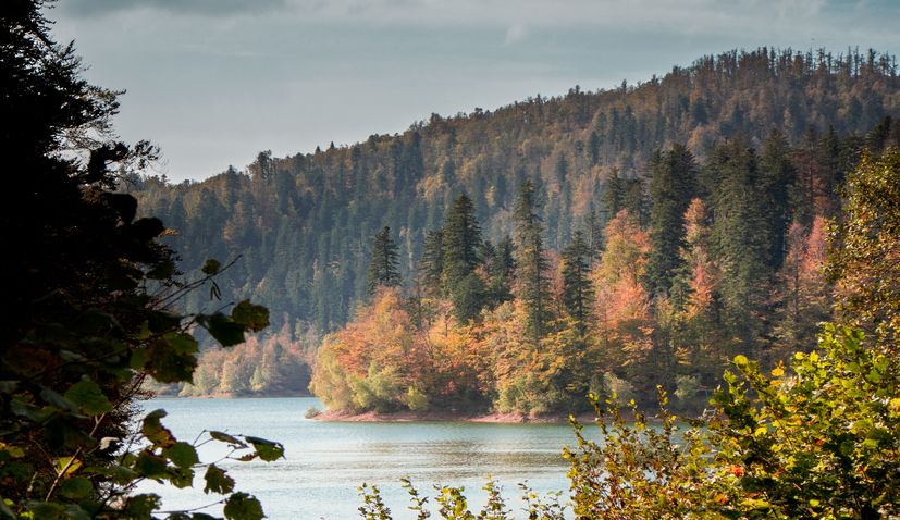 Croatia boasts 95% of natural forests