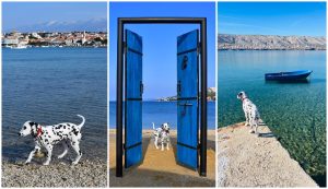 ago the Dalmatian dog from Pag about to get world famous