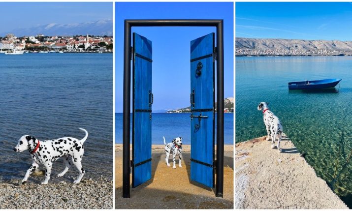 <strong>Pago the Dalmatian dog from Pag about to get world famous </strong>