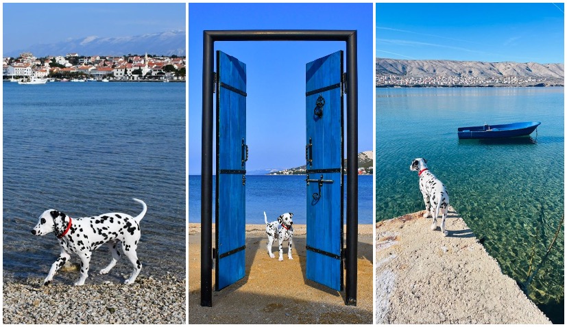 <strong>Pago the Dalmatian dog from Pag about to get world famous </strong>