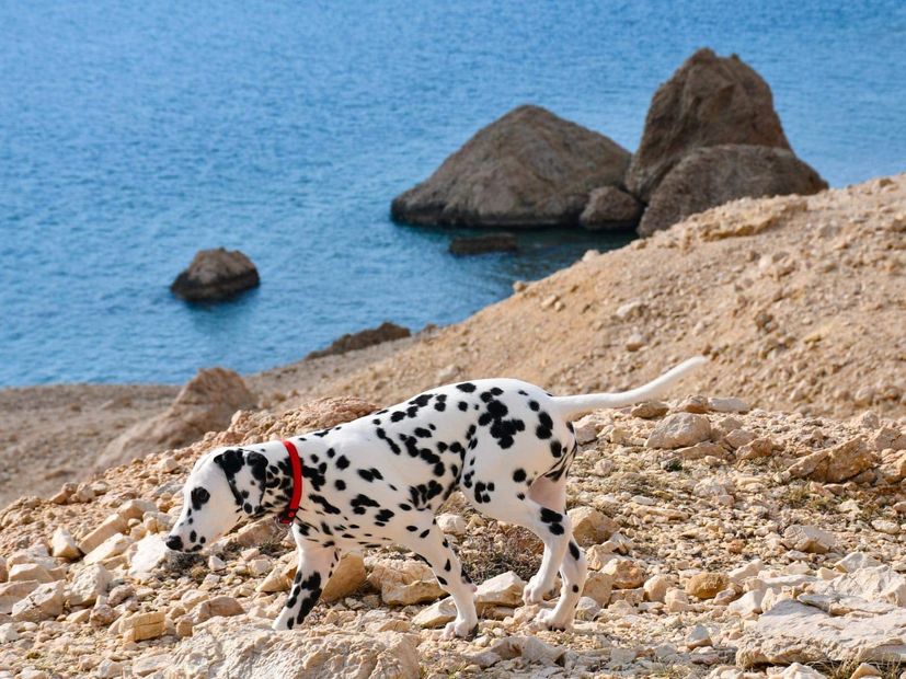 ago the Dalmatian dog from Pag about to get world famous