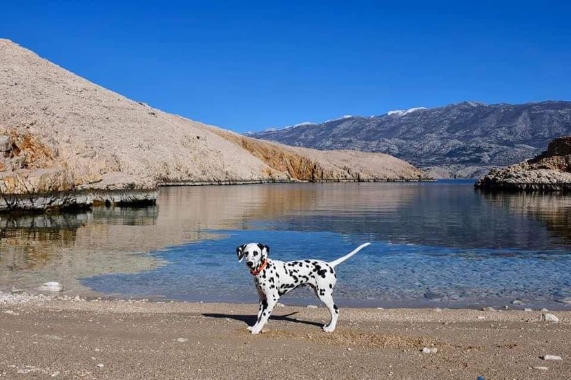 Pago the Dalmatian dog from Pag about to get world famous