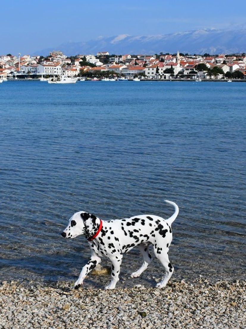 Pago the Dalmatian dog from Pag about to get world famous 
