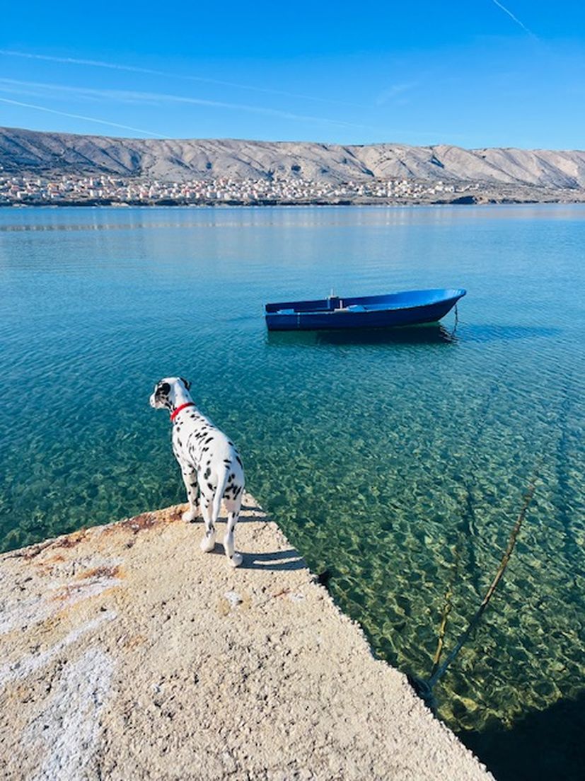 Pago the Dalmatian dog from Pag about to get world famous 
