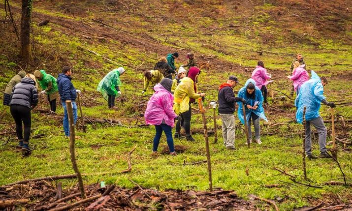 How Croatia’s community of volunteers is helping to regrow forests