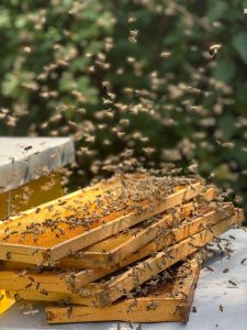 Meet the Croatian beekeeper behind the world's best bee venom