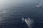 VIDEO: Amazing sight as two whale pods merge near Croatian island