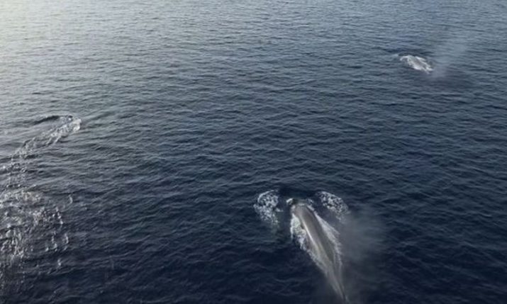 VIDEO: Amazing sight as two whale pods merge near Croatian island