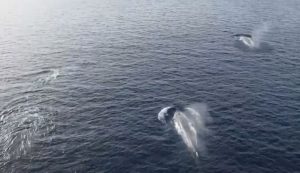 Breath-Taking Footage Captures Unusual Gathering of Whales