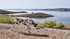 Pet-Friendly Sup tours launched on Pag Island