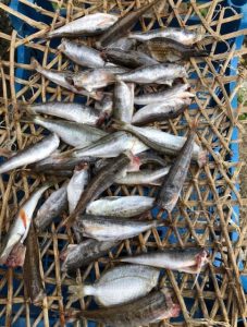 Memories of Mljecki Komin: A place where life unfolded on the Croatian island of Mljet