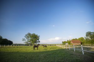 Escape the Crowds: Explore beauty and serenity  in eastern Croatia