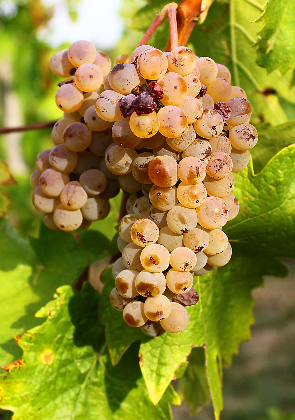 Untapped Potential: Croatian Graševina wine on world stage 