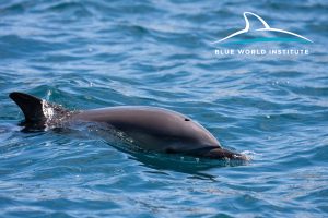 Solitary common dolphins in Rijeka Bay and near Rab Island - people warned not to approach