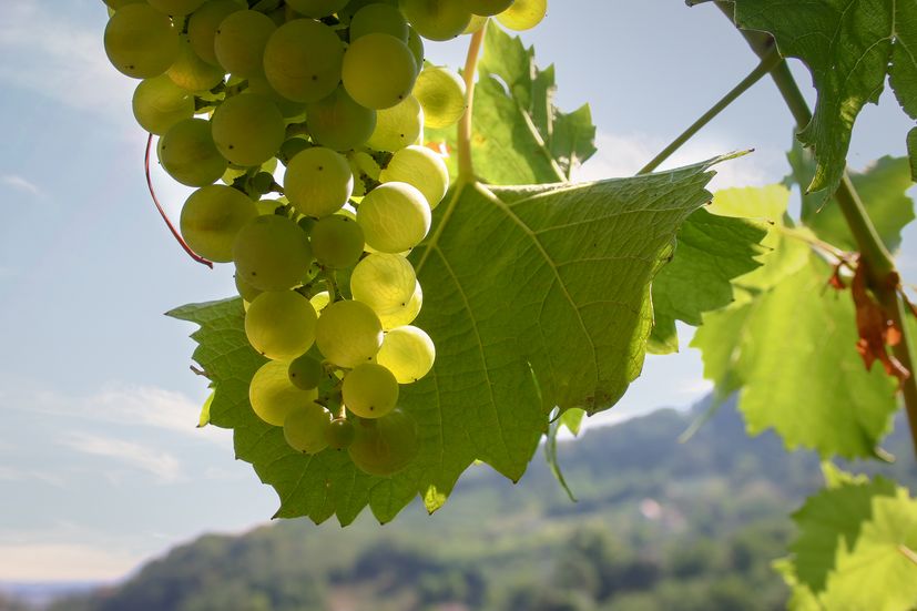 World of Graševina: Why this variety is so beloved in Croatia