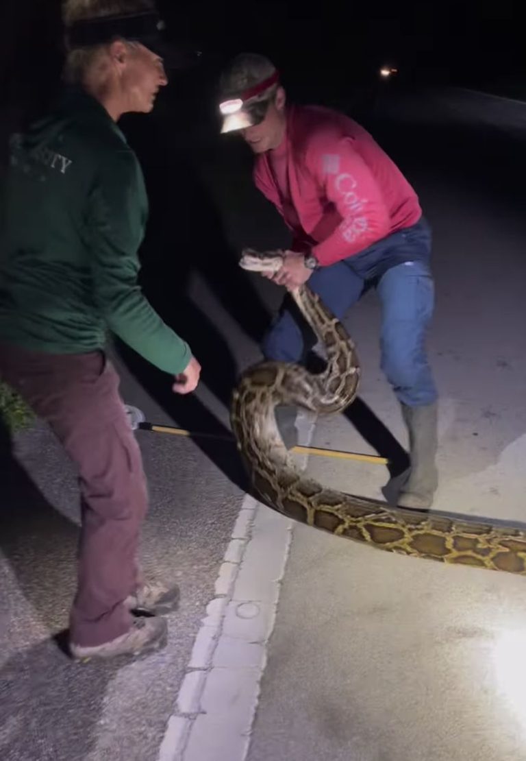 Croatian-American cousins capture world record-long python in Florida ...