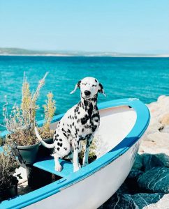 Croatian dog beach bar opening in California