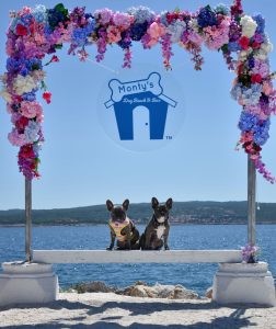 Croatian dog beach bar opening in California