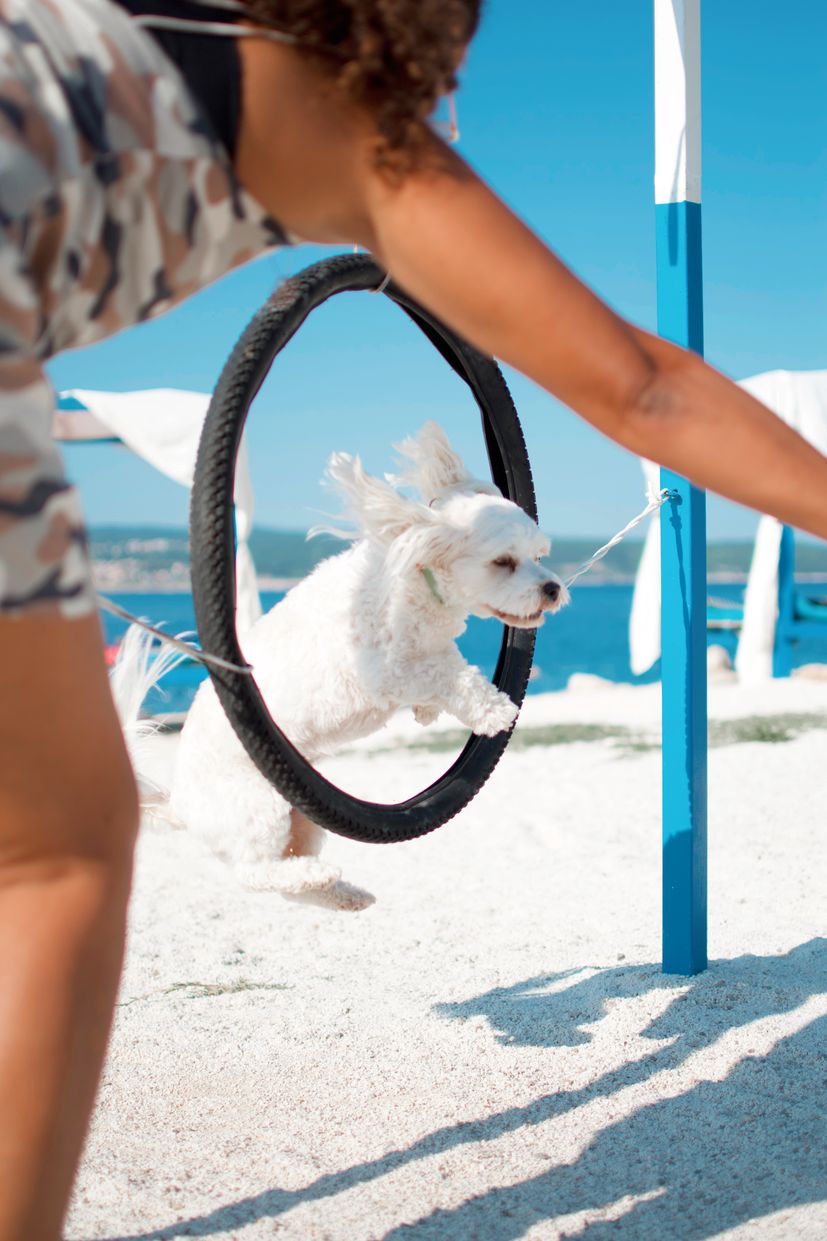 Croatian dog beach bar opening in California