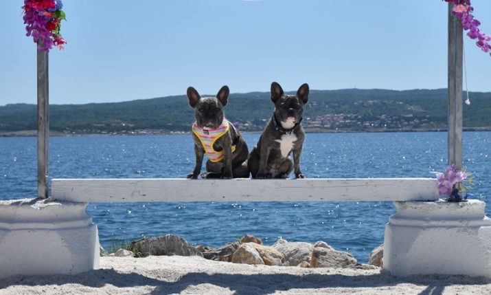 Croatian dog beach & bar opening in California