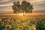 Sunflowers transform eastern Croatia’s landscape