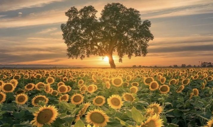 Sunflowers transform eastern Croatia’s landscape