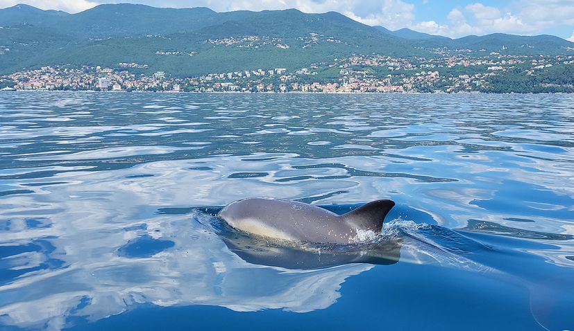 Solitary dolphins in Rijeka Bay and near Rab Island – people warned not to approach 