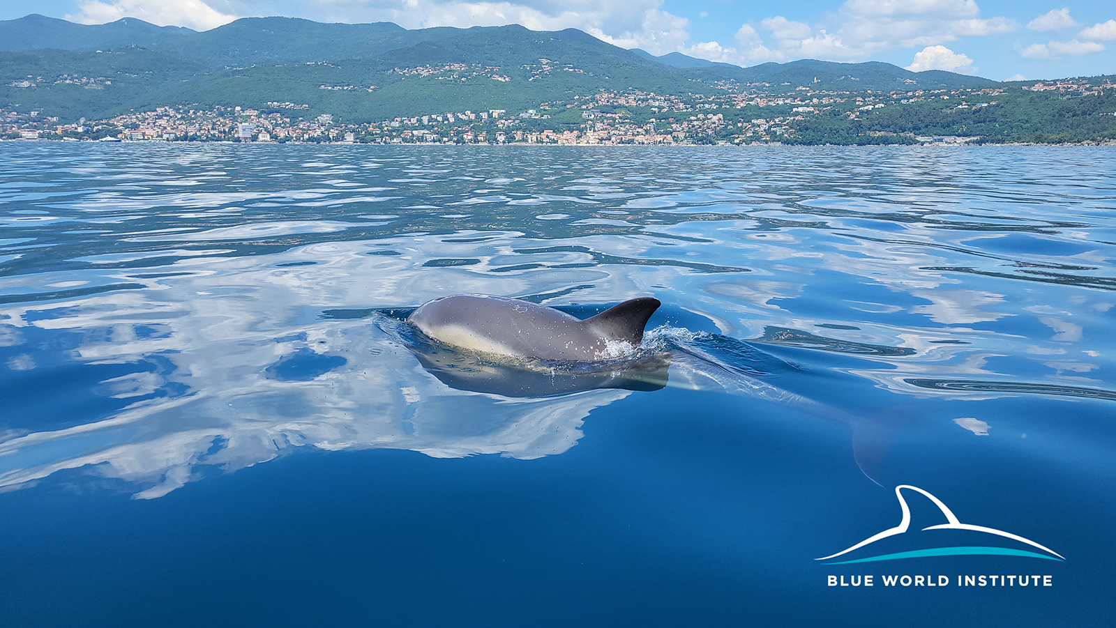 Solitary common dolphins in Rijeka Bay and near Rab Island - people warned not to approach