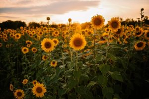 Nature's masterpiece: Sunflowers transform eastern Croatia's landscape