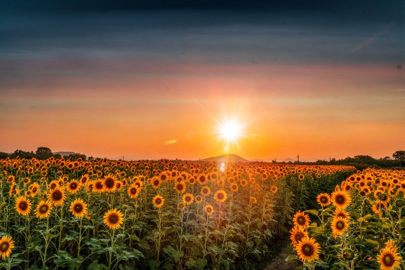 Nature's masterpiece: Sunflowers transform eastern Croatia's landscape