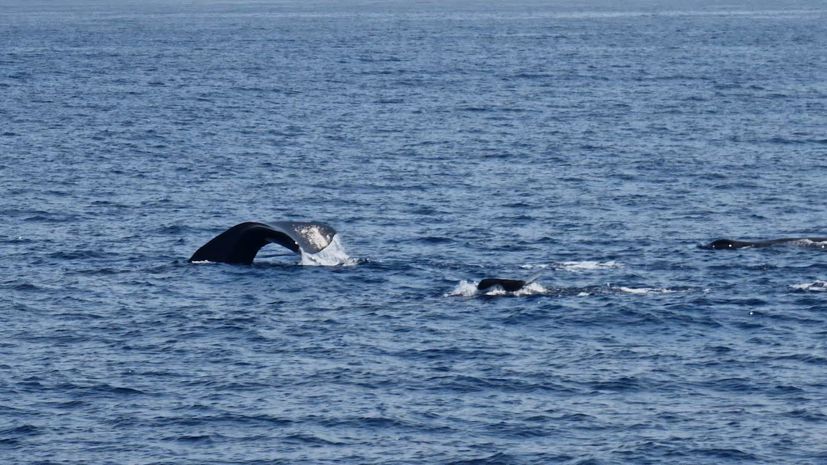 Sperm whales spotted near Korčula Island 