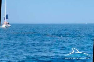 Sperm whales spotted near Korčula Island 