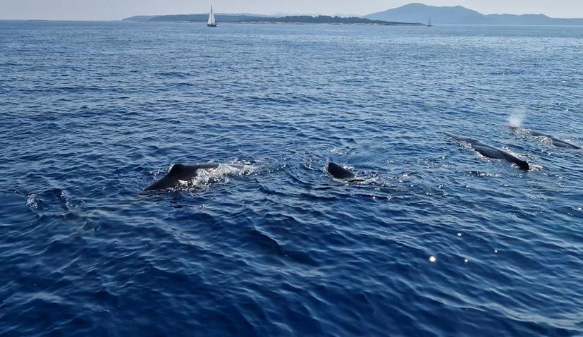 PHOTOS: Sperm whales spotted near Korčula Island 
