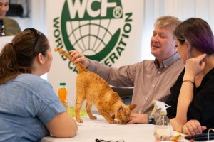 World's most beautiful cats will be in Karlovac