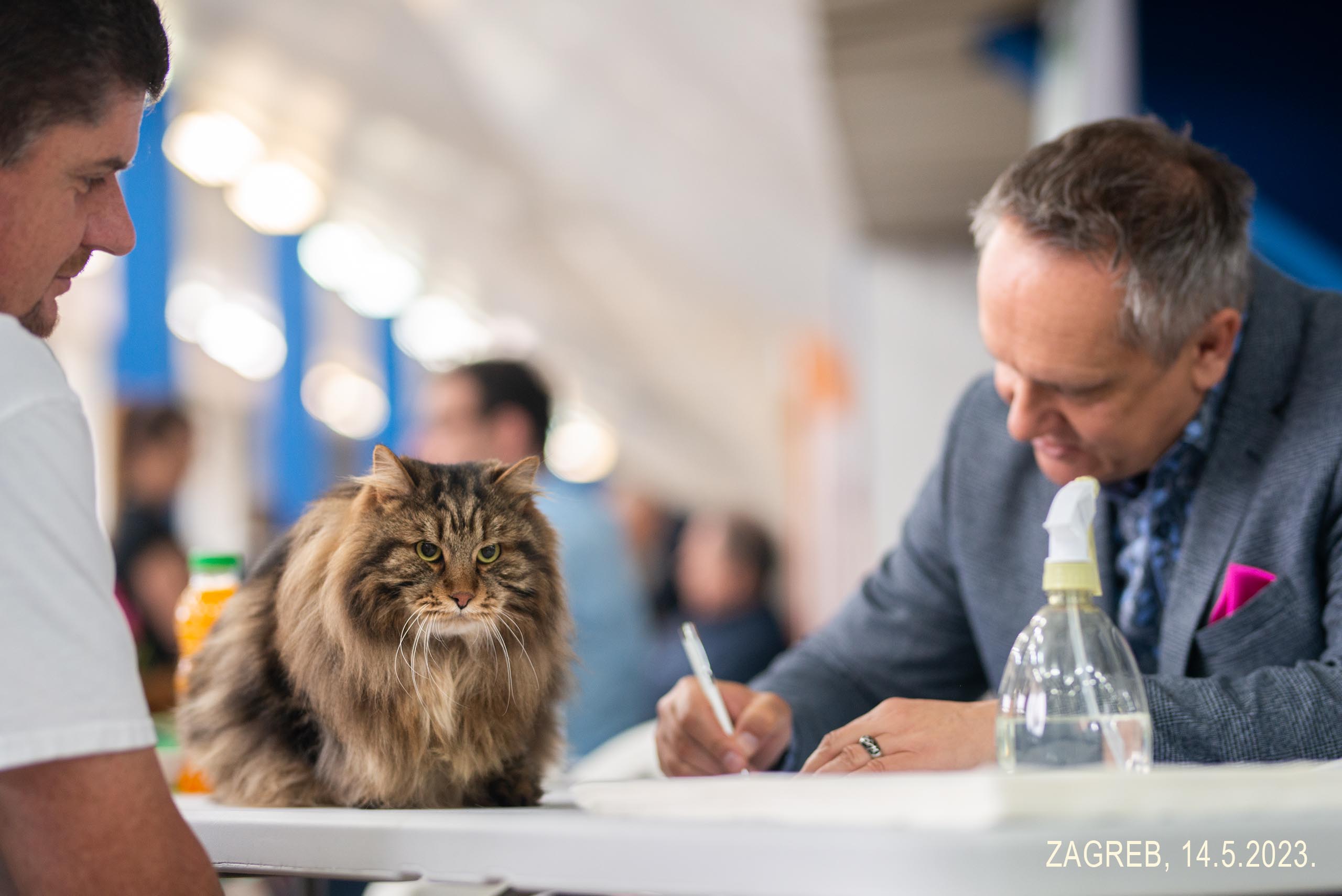 World's most beautiful cats will be in Karlovac