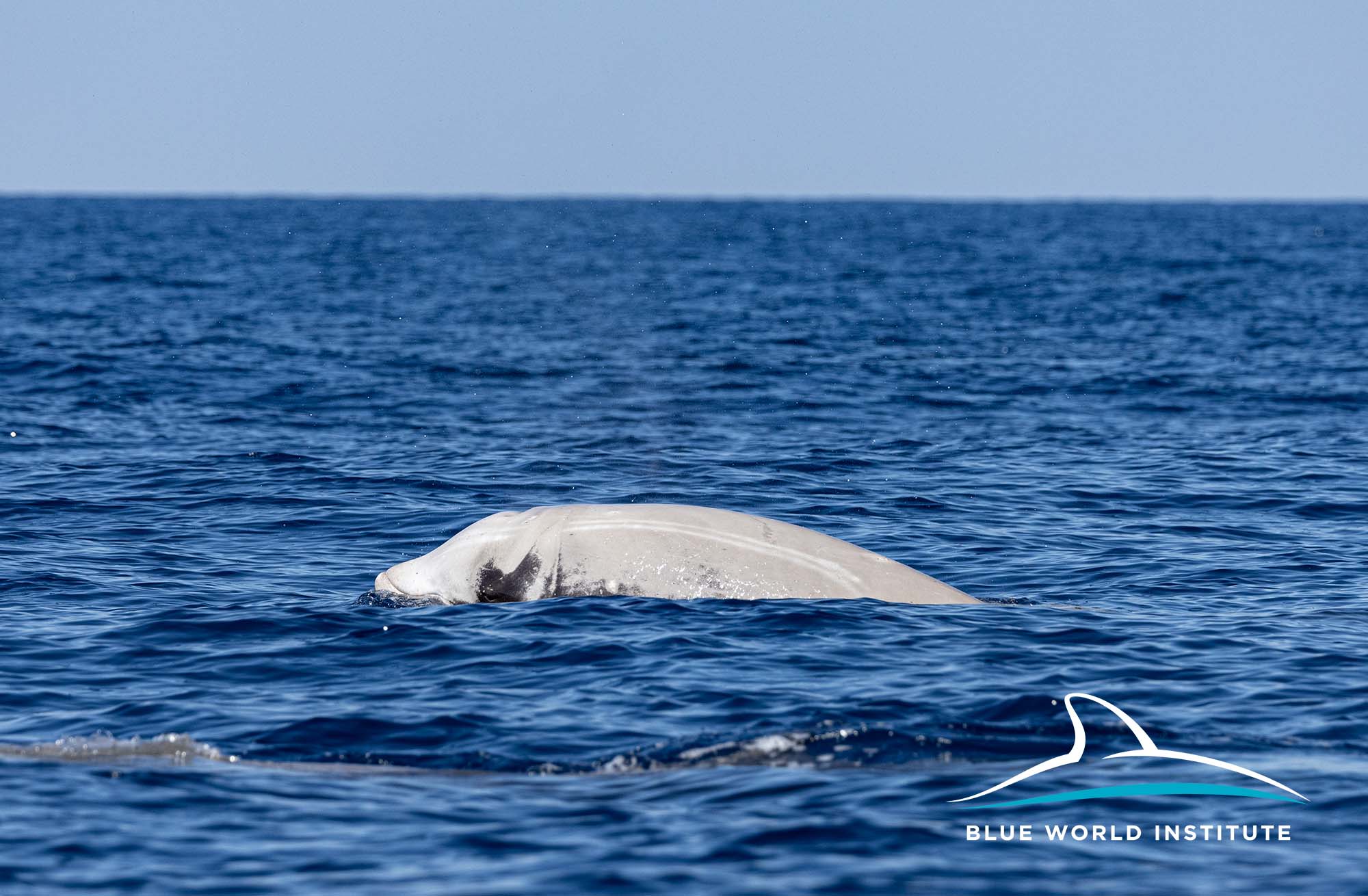 first research and satellite tagging of Cuvier's beaked whales have begun in the Adriatic Sea. 