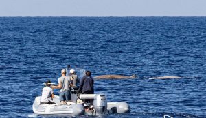 Blue World Institute