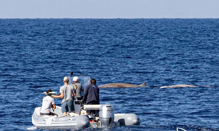 First research and satellite tagging of Cuvier’s beaked whales begins in Adriatic Sea 