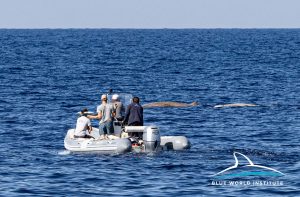 first research and satellite tagging of Cuvier's beaked whales have begun in the Adriatic Sea. 