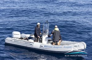 first research and satellite tagging of Cuvier's beaked whales have begun in the Adriatic Sea. 
