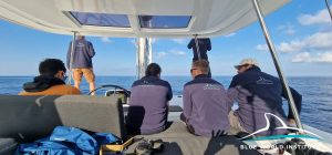 first research and satellite tagging of Cuvier's beaked whales have begun in the Adriatic Sea. 